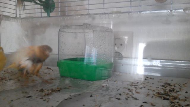 Первое купание птенцов канарейки. Птенцам 27 дней. смотреть онлайн