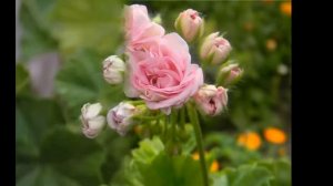 Millfield Rose-красавица розебудная пеларгония