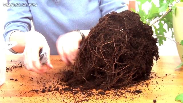 Бонсай из дубов (ч.2) смотреть онлайн