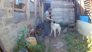 Алабай атакует молча Но ищет место поинтересней,ниже пояса гадёныш мелкий. Игра со щенком алабая