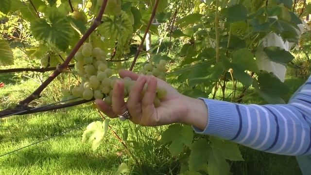 Лучшие винные сорта винограда Урожай 2019 года смотреть онлайн