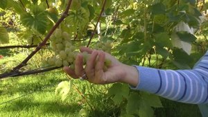 Лучшие винные сорта винограда Урожай 2019 года