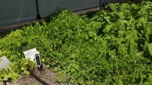 Охлаждение воздуха в теплице.