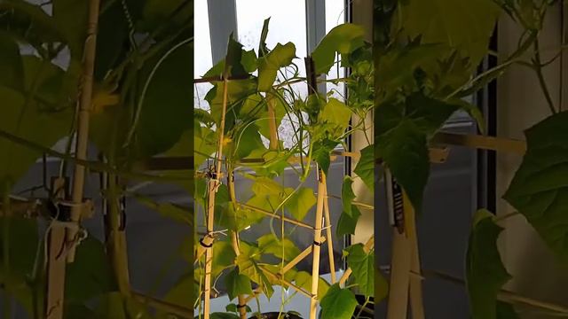 Огурцы на окне. Первые цветочки.