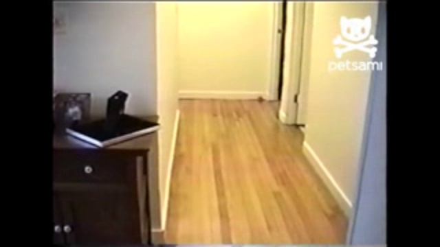 Кот паркурщик смотреть онлайн