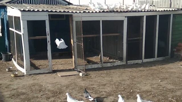 Николаевские белые моего дедушки. (Харьковская область) смотреть онлайн