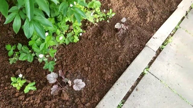 Посадка Гейхеры на даче. Planting Geyhera in the country смотреть онлайн