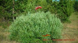Ива розмаринолистная (salix rosmarinifolia) ? розмаринолистная ива обзор: как сажать, саженцы ивы