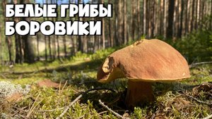 СБОР БЕЛЫХ ГРИБОВ БОРОВИКОВ В ЖАРУ +30 В ЛУЖСКОМ РАЙОНЕ
