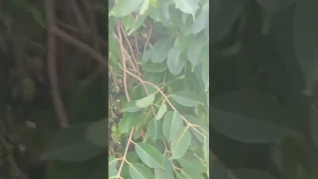 Visit To Java Plum Garden ||How To Grow Java Plum Tree ||Organic Farm смотреть онлайн