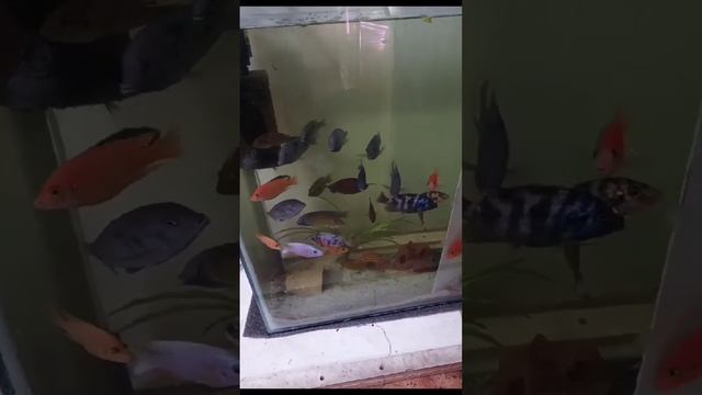 Утака на новом месте. Взрослые рыбасы Малави. Переехали на разводню. #aquariumshow