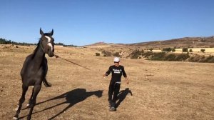 Чистокровная Английская порода