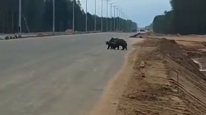 Трасса Москва Санкт Петербург новая и ее жители.