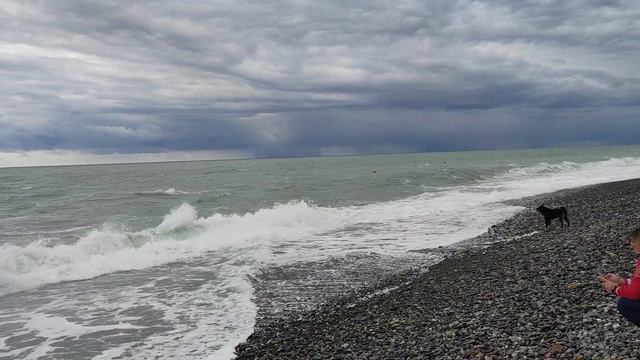 Собака лает на волны. смотреть онлайн