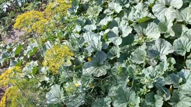 Заготовка кормов на зиму...Сенокос полный цикл... смотреть онлайн