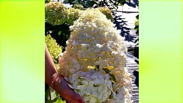 СЕКРЕТЫ ОБРЕЗКИ |ВСЯ ПРАВДА О ГОРТЕНЗИИ смотреть онлайн