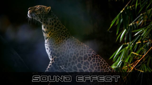 Wildlife | Hyena Panting 4 - SFX Producer | No Copyright Lion Sound Effects смотреть онлайн