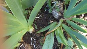 Ирисы для начинающих