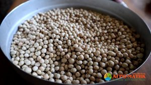 Узколистный люпин - перспективная белковая культура Северо-западного региона