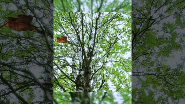 Вальдшнеп. Изучаем Голоса птиц #Shorts #birdvoices смотреть онлайн