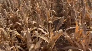 Уборка сорго белого 2023?