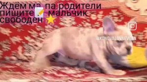 французский бульдог мальчик