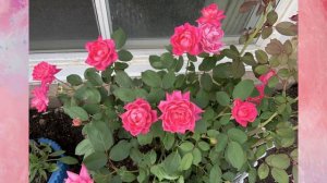 Pink Double Knockout Rose - Toronto Zone5