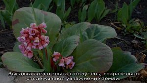 Травянистые растения: описание, разнообразие и виды