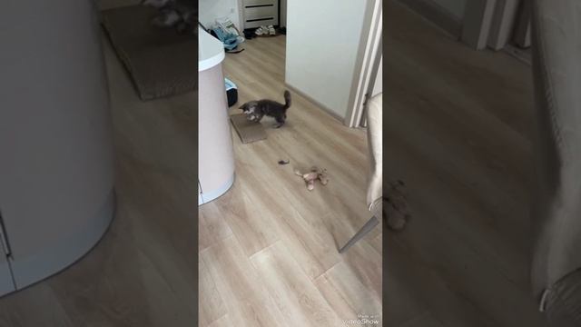 Озорной #кот Велес породы Мейн-ку́н смотреть онлайн