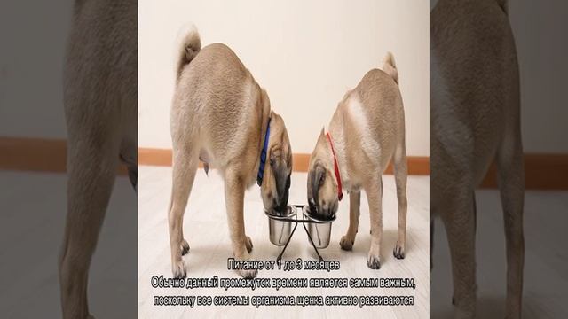 Чем кормить мопса: список продуктов, какой лучше смотреть онлайн