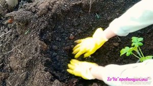 АРБУЗЫ, ДЫНИ,ТЫКВЫ: Посадка и выращивание в открытом грунте.СЕКРЕТЫ хорошего урожая. Московская обл