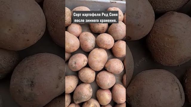 Сорт картофеля Ред Соня после зимнего хранения. смотреть онлайн