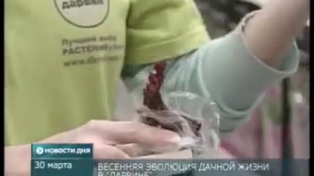 1 апреля день птиц! Розы в Дарвине! смотреть онлайн