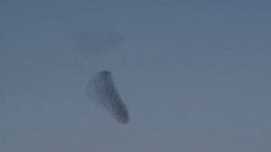 Мурмурация скворцов   1