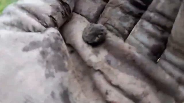 Масонская копейка сделала мой коп ! Коп на выбитой деревне! смотреть онлайн