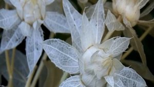 Делаем из сафлора необыкновенный цветок.Часть 1-ая.