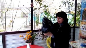 Как сохранить пеларгонию (герань) зимой в подвале.