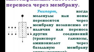 Активный транспорт Натрий калиевый насос