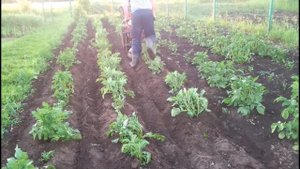 дисковое окучивание картофеля до и после дождя