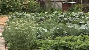 Дача - это не только огород, но и место для отдыха 13-07-201