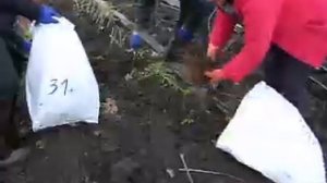 Выкопка и укладка саженцев винограда Белецких в мешки 1.