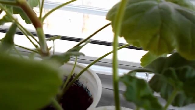 ОБЗОР САДА У ДОЧЕРИ )ОКНО ) ЦВЕТЫ )ЧЕРЕНКИ )ГЕРАНИ) ХЛОРОФИТУМ) смотреть онлайн