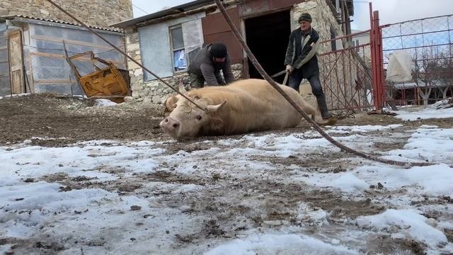 Забой быка / Подготовка к забою быка