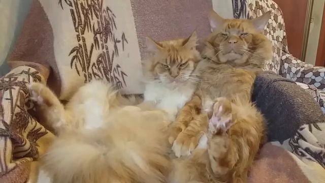 Мейн кун.Счастливая семейная пара,кот Джокер и его жена Тиффани Фомичевы. Выходной. смотреть онлайн