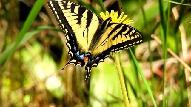 Одна из самых красивых бабочек в мире. Бабочка Махаон. One of the beautiful butterflies in the Worl смотреть онлайн
