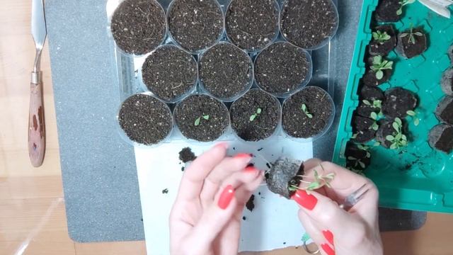 Гвоздика лавандовая. Выращивание из семян.