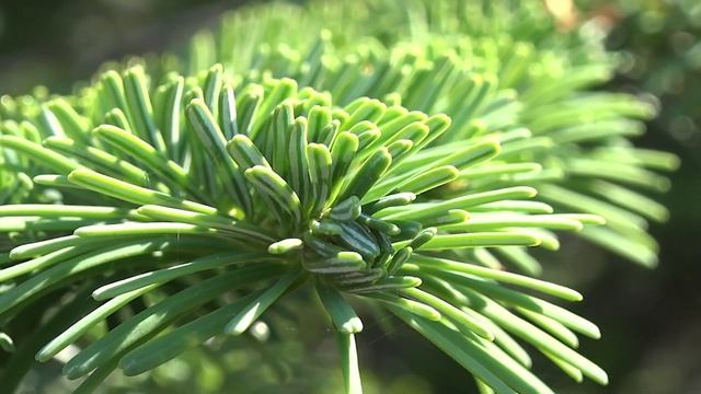 Abies Amabalis, Pinaceae (silver Fir)