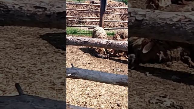 Рождение ягнёнка смотреть онлайн