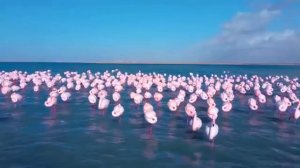 Фламинго на Караколе
