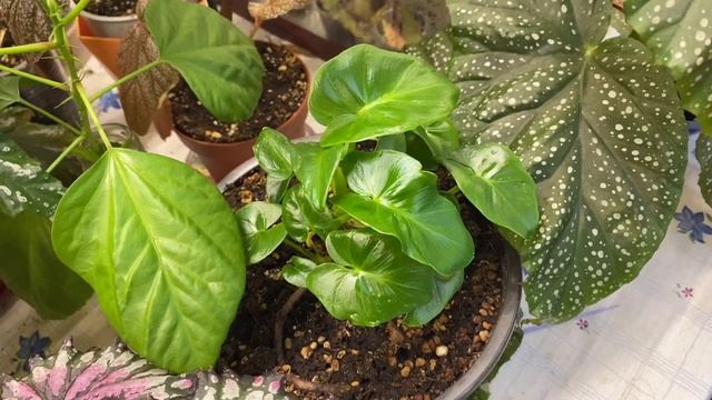 ОБЗОР МОИХ БЕГОНИЙ В СЕНТЯБРЕ/ТРОСТНИКОВЫЕ БЕГОНИИ смотреть онлайн